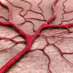 Immagine 3D dei capillari umani