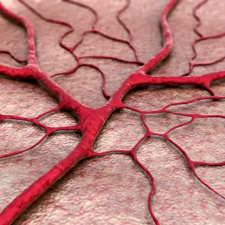 Immagine 3D dei capillari umani